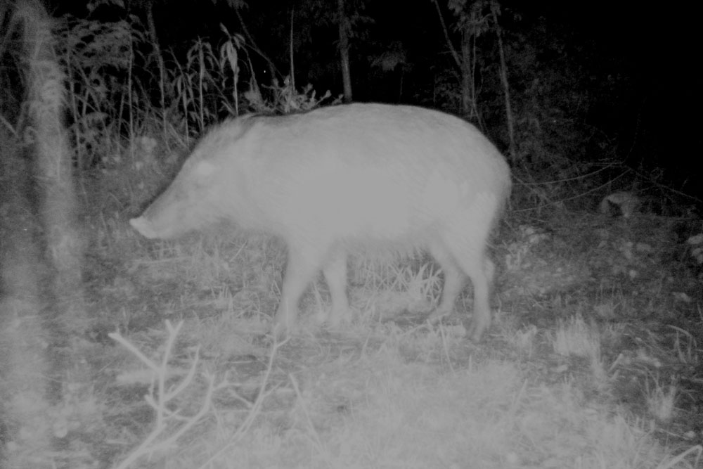 STR-MiNi-野生動物の観察