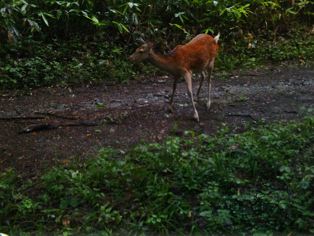 サンプル写真